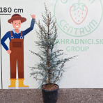 Céder atlantský (Cedrus atlantica) ´GLAUCA´ - výška 160-180 cm, kont. C20L